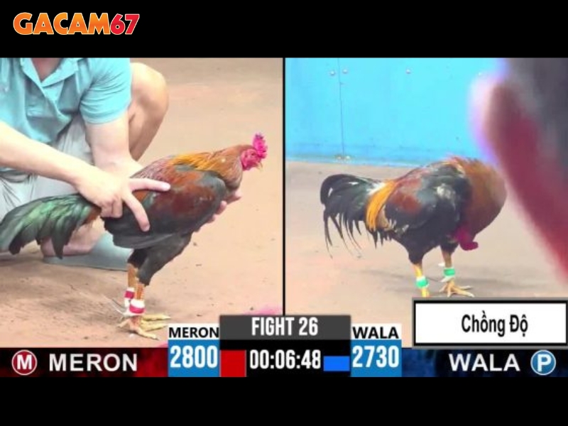 Gacam67 - Trang phát đá gà trực tiếp chất lượng nhất Việt Nam - Ảnh 2