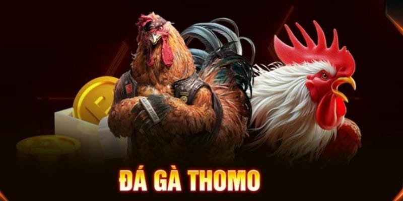 Đá gà Thomo Campuchia 78win: Tỷ lệ kèo siêu hấp dẫn - Ảnh 1