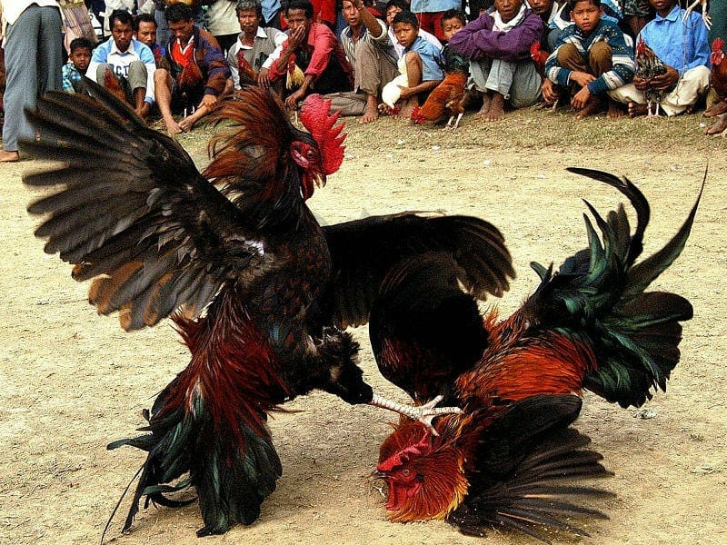 Đá gà Thomo Campuchia 78win: Tỷ lệ kèo siêu hấp dẫn - Ảnh 2