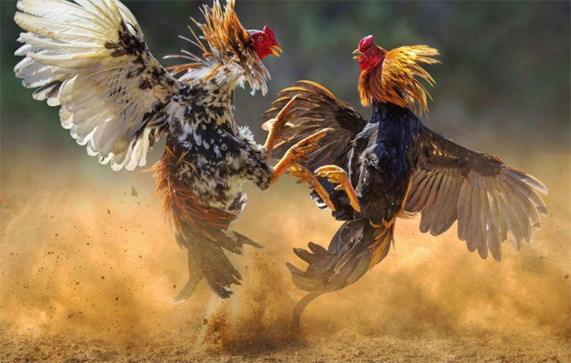Đá Gà Trực Tuyến Tại 88BET – Chân Thật Như Sới Gà Thái – Campuchia - Ảnh 2