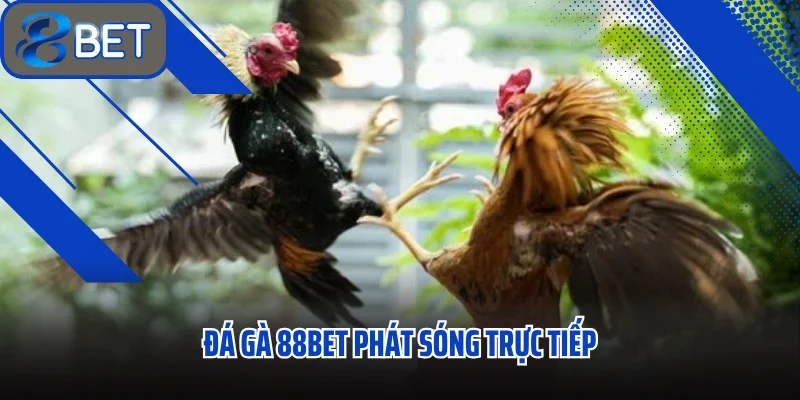 Đá Gà 88BET – Kèo Căng Như Dây Đàn, Mỗi Trận Một Màn Sát Phạt Rực Lửa - Ảnh 1