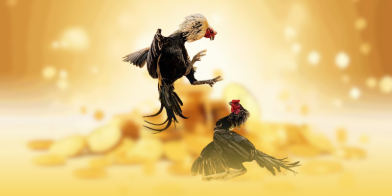 Luật Đá Gà Thomo Chi Tiết Nhất - Cập Nhật Tháng 8/2025