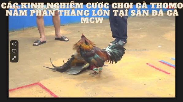 Chọi Gà Thomo, Trải Nghiệm Cá Cược Đỉnh Cao Tại Nhà Cái MCW - Ảnh 4