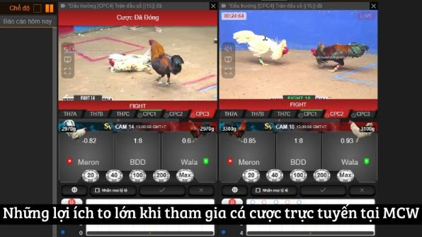 MCW - Trang Web Cá Cược Đá Gà Mcw Hàng Đầu Việt Nam - Ảnh 2