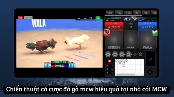 MCW - Trang Web Cá Cược Đá Gà Mcw Hàng Đầu Việt Nam - Ảnh 4