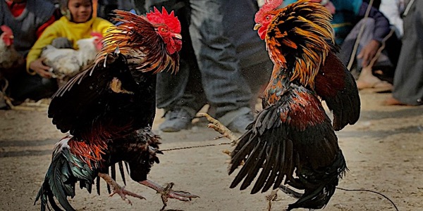 Bj88 - Trải Nghiệm Đá Gà Đòn Đỉnh Cao, Khuyến Mãi Bất Ngờ - Ảnh 1