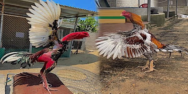 Bj88 - Trải Nghiệm Đá Gà Đòn Đỉnh Cao, Khuyến Mãi Bất Ngờ - Ảnh 3