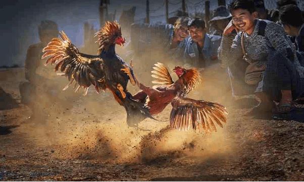 Hướng dẫn cá cược đá gà Sv388 chi tiết cho người mới - Ảnh 3
