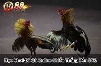 QH88 đá gà - Bí quyết trở thành thần kê đẳng cấp